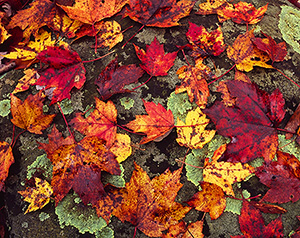 Fall Leaves in Shenandoah National Park, VA